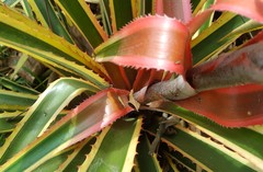 Ananas comosus bracteatus