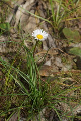 Allittia cardiocarpa