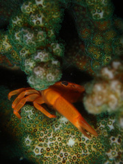 Trapezia lutea