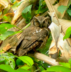 Megascops atricapilla