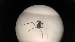 Gerromorpha