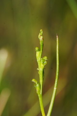 Microtis orbicularis