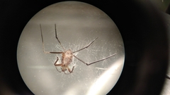 Gerromorpha