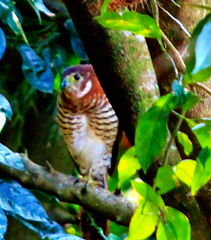 Micrastur ruficollis