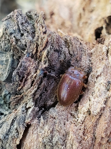 Epipocus longicornis
