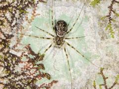 Drapetisca alteranda