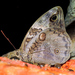 Split-banded Owl-Butterfly - Photo (c) Cheryl Harleston López Espino, some rights reserved (CC BY-NC-ND), uploaded by Cheryl Harleston López Espino