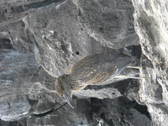 Nyctanassa violacea pauper