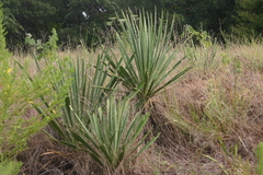 Yucca necopina