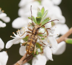 Pempsamacra dispersa