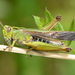 Grasshoppers, Crickets, and Katydids - Photo (c) Vlad Proklov, some rights reserved (CC BY-NC)