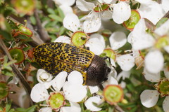 Stigmodera macularia