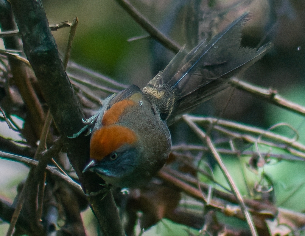 Spix's Spinetail photo