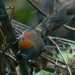 Spix's Spinetail - Photo (c) Enéas V. Gouvêa Junior, some rights reserved (CC BY-SA), uploaded by Enéas V. Gouvêa Junior