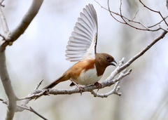Eastern Towhee photo 6