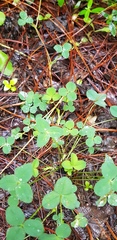 Trifolium amabile