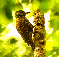 Dryobates spilogaster