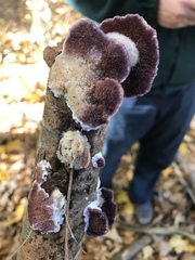 Trichaptum abietinum image