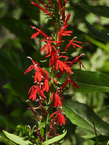 Cardinal flower (Lobelia cardinalis)