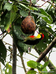 Melanerpes flavifrons