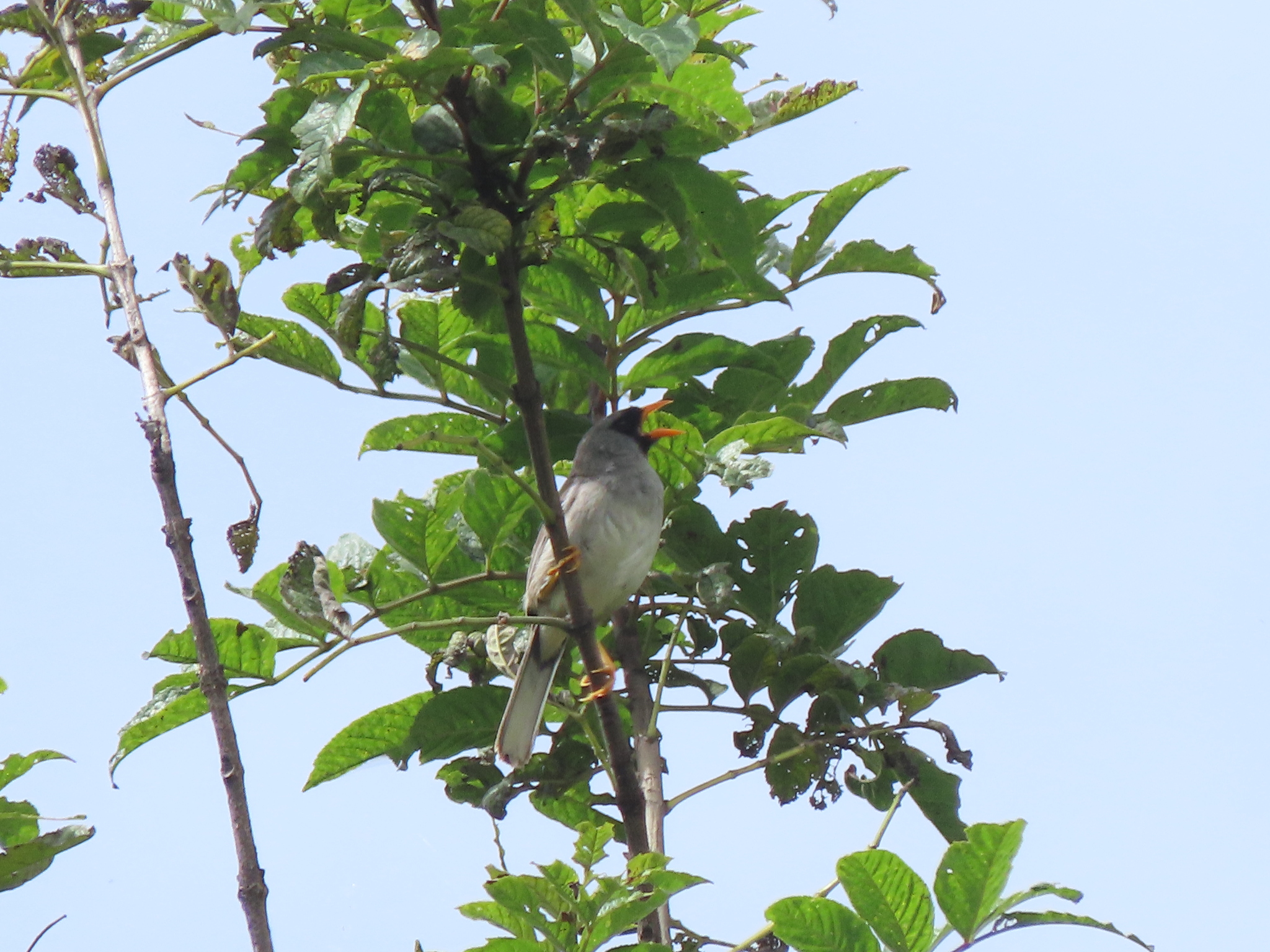 Grey-winged Inca Finch (Incaspiza ortizi), photo 8