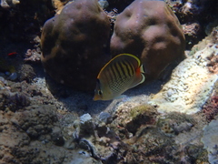 Chaetodon punctatofasciatus