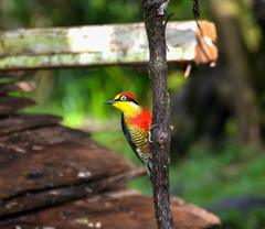 Melanerpes flavifrons