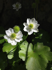 Kumlienia hystricula