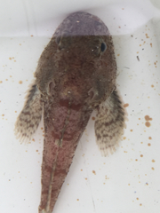 Dasycottus setiger