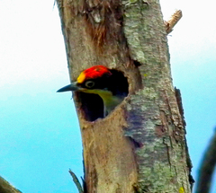 Melanerpes flavifrons