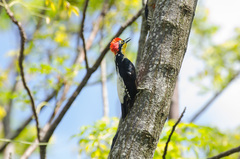 Melanerpes flavifrons