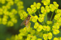 Epistrophe melanostoma