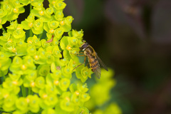 Epistrophe melanostoma