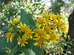 Verbesina sphaerocephala