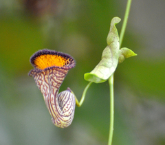 Aristolochia triangularis