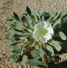 Oenothera deltoides