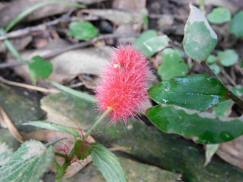 Acalypha herzogiana