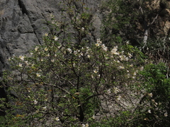 Ceiba insignis, photograph Manuel Roncal, CC0, iNaturalist via GBIF