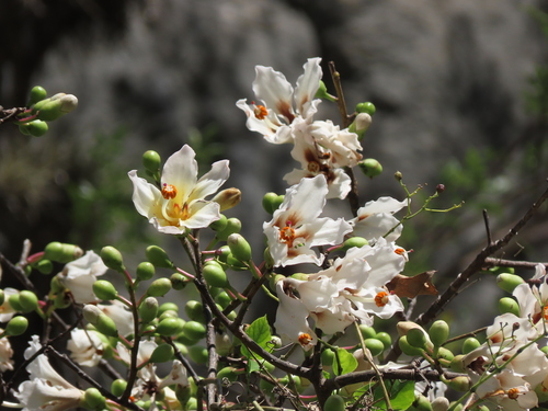 Ceiba insignis