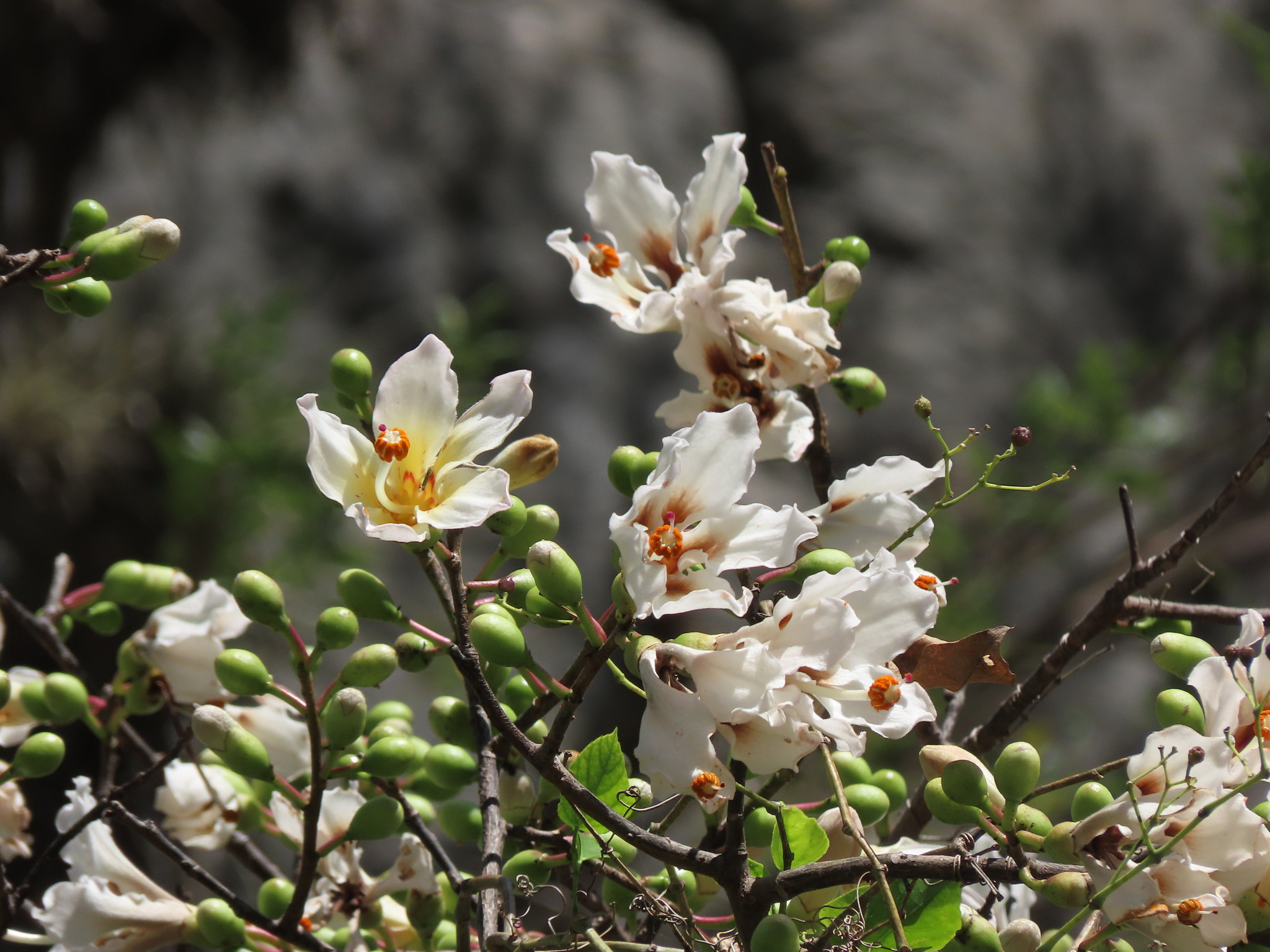 Ceiba insignis