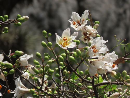 Ceiba insignis, photograph 5