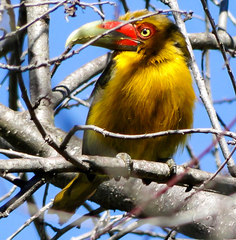Pteroglossus bailloni