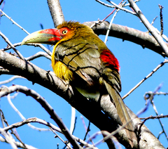 Pteroglossus bailloni