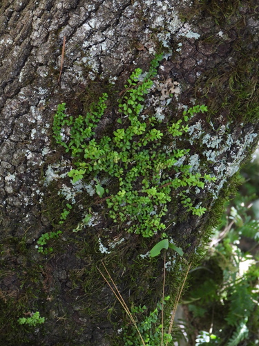 Peperomia berlandieri, photograph 4