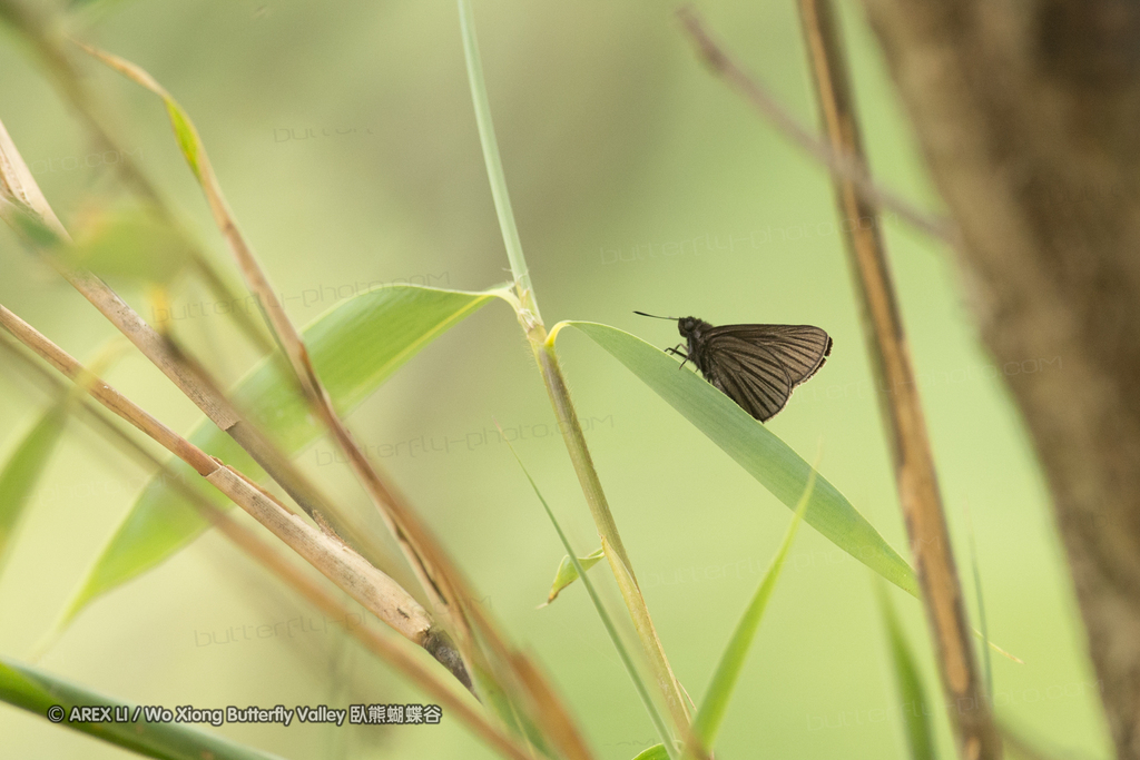 Caltoris septentrionalis