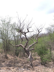 Pseudobombax palmeri