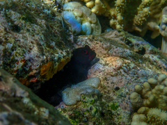 Cirripectes springeri