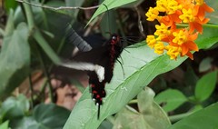 Parides proneus