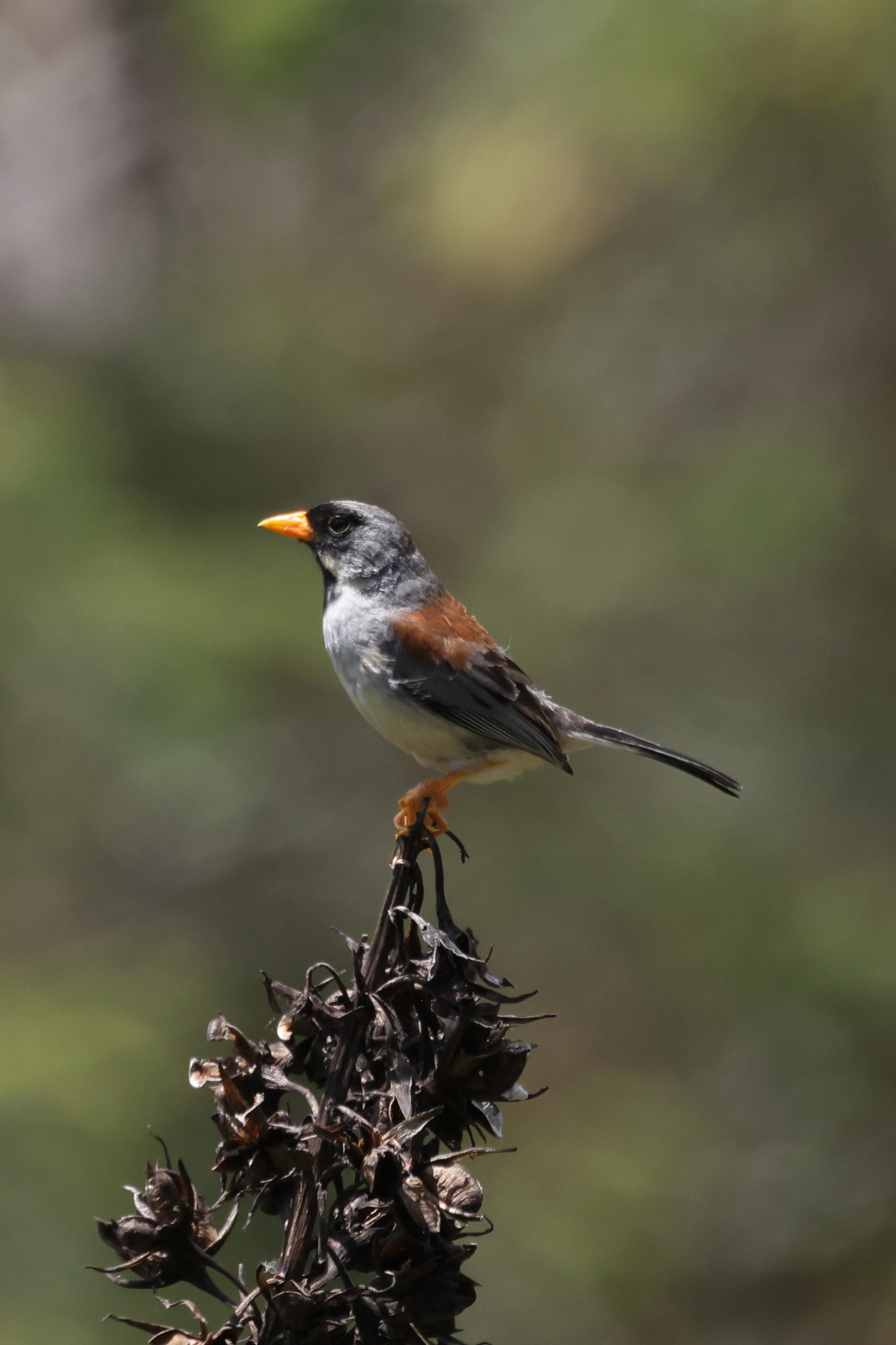 Buff-bridled Inca Finch (Incaspiza laeta), photo 10
