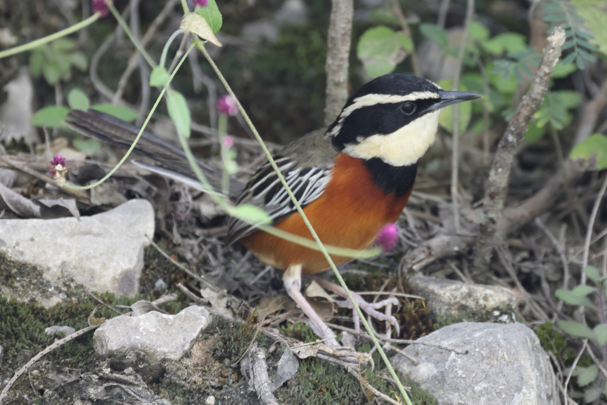 Maranon Crescentchest (Melanopareia maranonica), photo 3